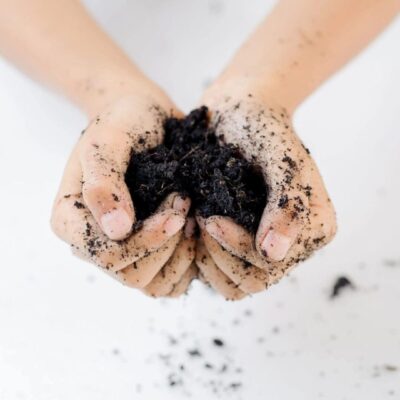 A woman's hands holding dirt on a white background.