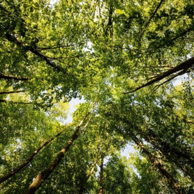 Looking up at the trees in a forest.