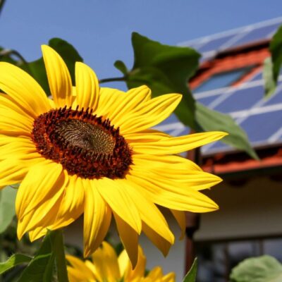 A sunflower in front of a solar paneled house.
