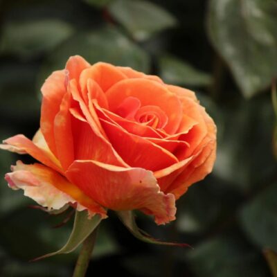 An orange rose is blooming in a garden.