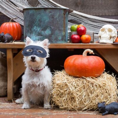 A white dog wearing a halloween mask.