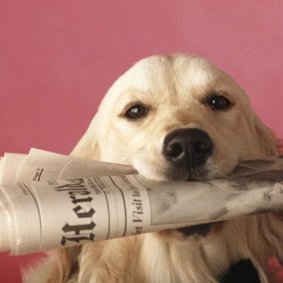 Golden retriever holding a newspaper in its mouth against a pink background.