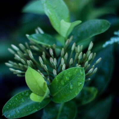 Green leaves on a plant.