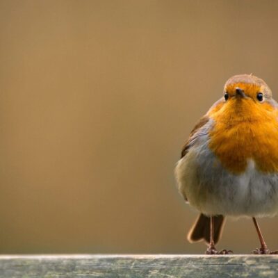 European robin perched on wood.