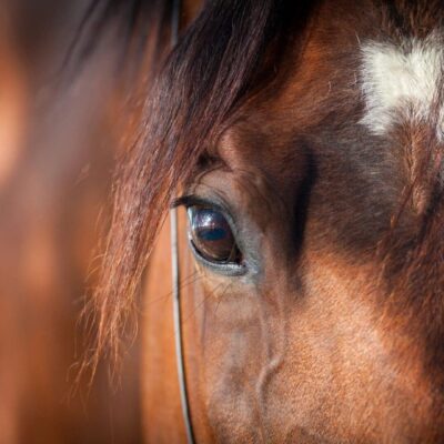 Close-up of a brown horse's eye.