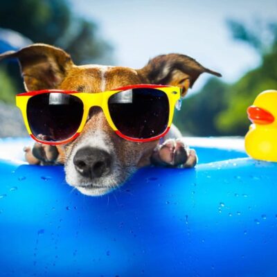 A dog wearing sunglasses and a rubber duck in a pool.