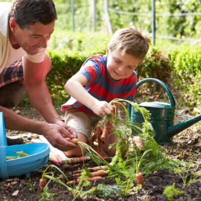 Father and son watering carrots in the garden.
