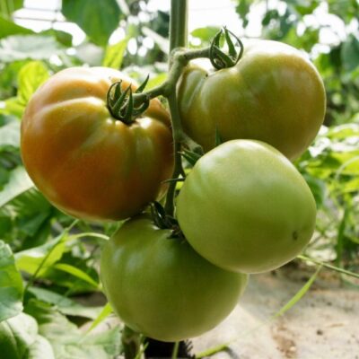A group of green and brown tomatoes growing in a field.