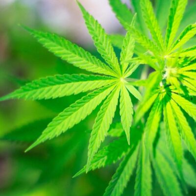 A close up of a green marijuana leaf.