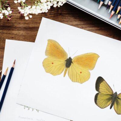 A set of colored pencils next to a drawing of a yellow butterfly.
