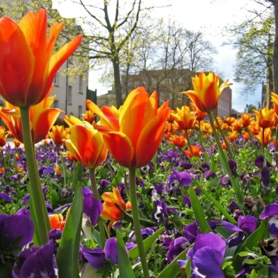 Tulips and pansies in london.