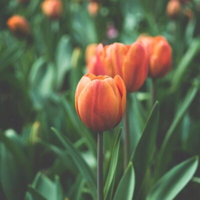 Orange tulips in a field.