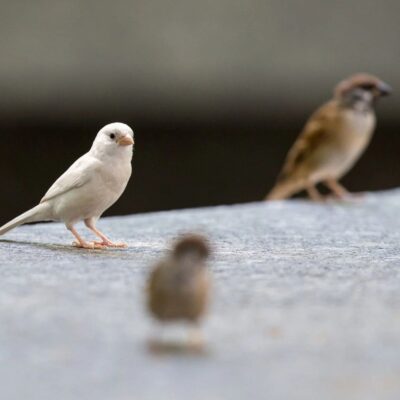 Two small birds standing on a concrete surface.