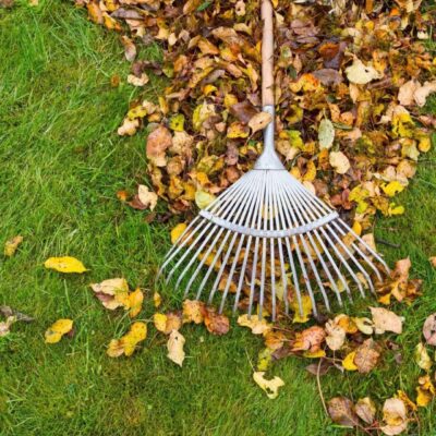 Rake and autumn leaves on lawn.