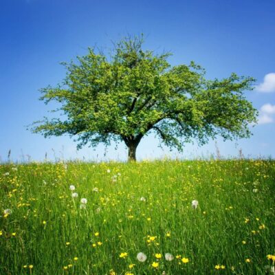 Tree on grassy hill under blue sky.