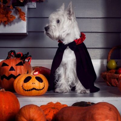 West Highland Terrier in Halloween costume.