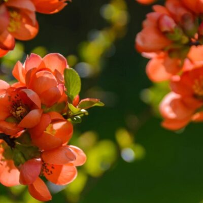 Close-up of vibrant orange blossoms on a green background.