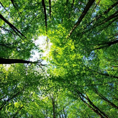 An aerial view of a forest with green trees.