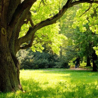 Large oak tree in sunny park.