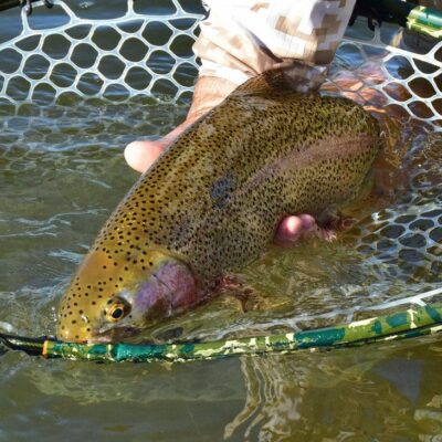 A person outdoors in RI holding a rainbow trout in a net.