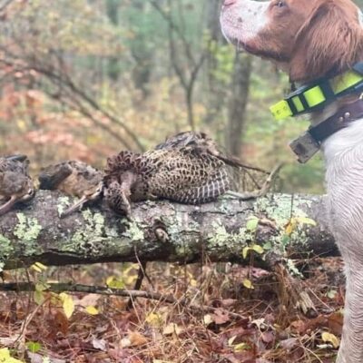 A dog is standing next to a dead animal in the woods.